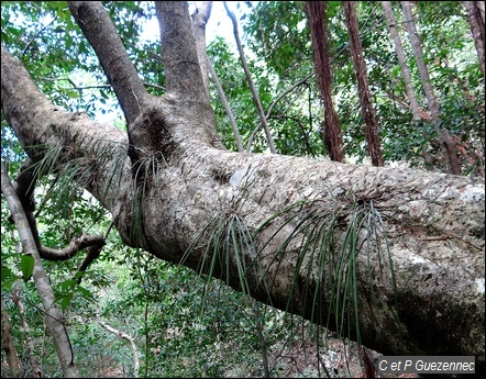 Plant d'orchidée Brassavola cucullata