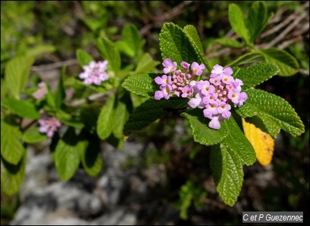 Lantana camara