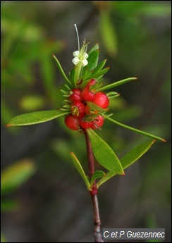 Liane sèche, Ernodea littoralis.