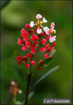 Bois z'oliv en fleur, Byrsonima lucida