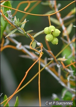 Corde à violon, Cuscuta americana