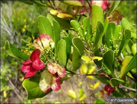 Olivier bord de mer, Dodonaea viscosa