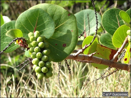 Raisinier bord de mer, Coccoloba uvifera