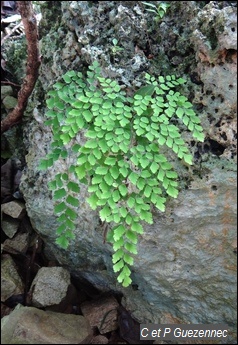 Fougère capillaire, Adiantum tenerum