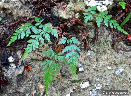 Fougère Anemia adiantifolia