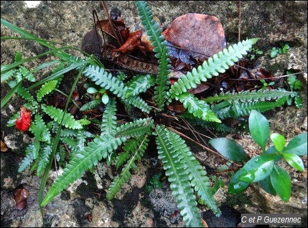 Fougère Thelypteris guadalupensis