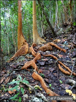 Bois d'Inde bâtard, Myrcianthes fragrans