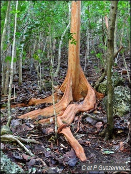 Bois d'Inde bâtard, Myrcianthes fragrans