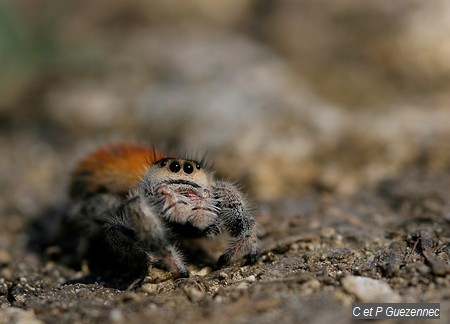 Araignée sauteuse Salticidae Phidippus