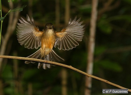 Gobe-mouche, Contopus latirostris.