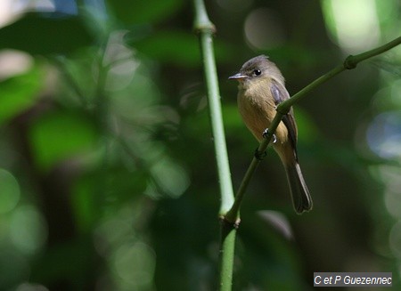 Gobe-mouche, Contopus latirostris.