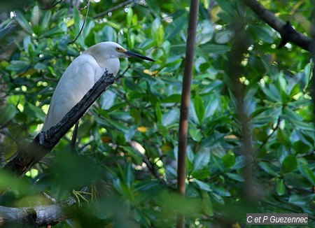 Aigrette neigeuse, Egretta thula.