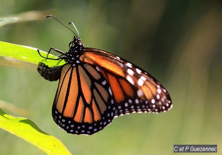 Papillon Monarque, Danaus plexippus tobagi