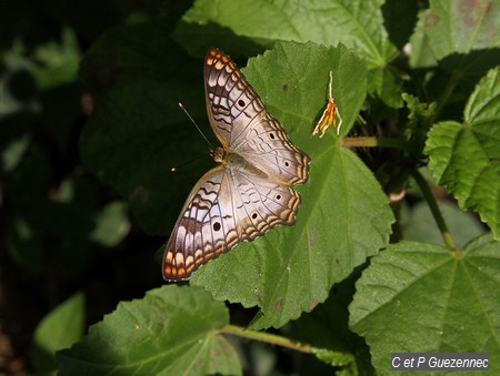 Nymphale cendrée, Anartia jatrophae intermedia.