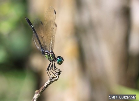 Libellule Micrathyria didyma 