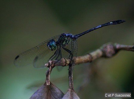 Libellule Micrathyria didyma 