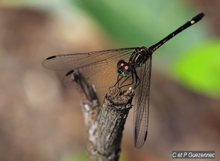 Libellule Micrathyria didyma 