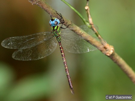 Libellule Triacanthagyna caribbea