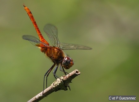 Libellule Brachymesia furcata 