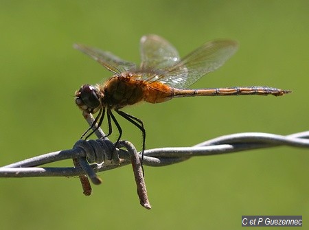 Libellule Brachymesia herbida