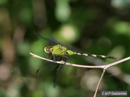 Libellule Erythemis vesiculosa