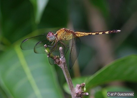 Libellule Erythrodiplax umbrata