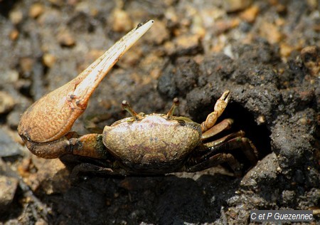 Crabe sémafot ou crabe violoniste, Uca rapax.