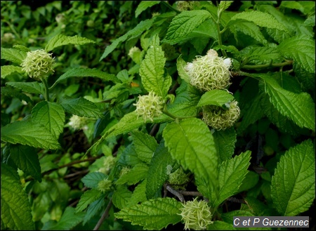 Varronia bullata