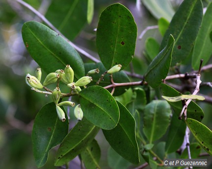 Palétuvier blanc avec fruits, Laguncularia racemosa.