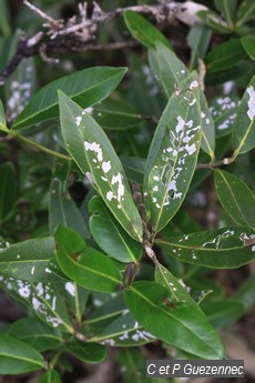 Palétuvier noir, Avicennia germinans.