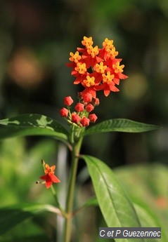 L'herbe à ouate en fleur ou calypso, Asclepias curassavica.