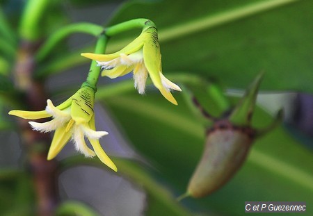 Fleurs et plantule de palétivier rouge, Rhizophora mangle