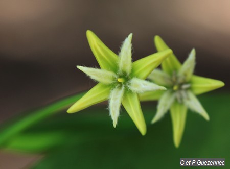 Fleurs de palétivier rouge, Rhizophora mangle