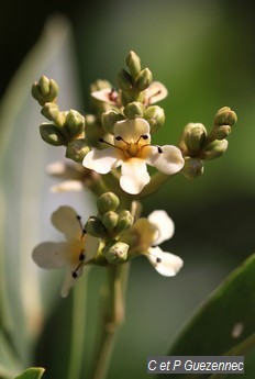 Fleurs de palétuvier noir, Avicennia germinans