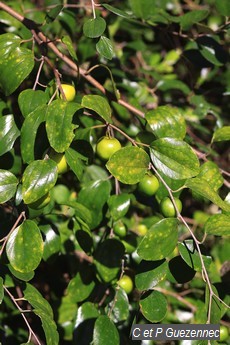 Pomme surelle, Zizyphus mauritiana