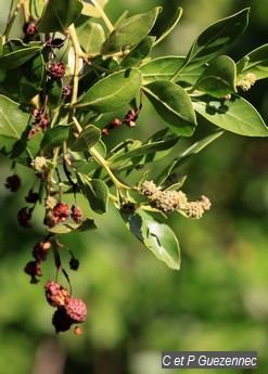 Fleurs et fruits de palétuvier gris, Conocarpus erecta