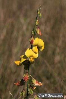 Pois zombi jaune, Crotalaria retusa