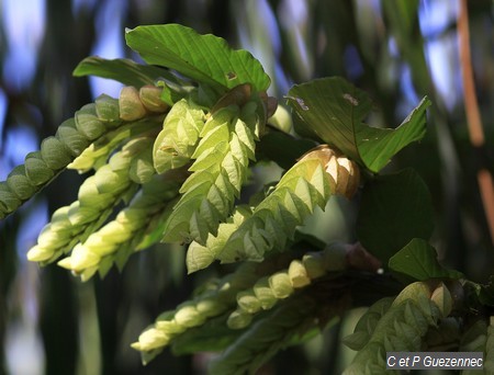 Herbe Madeleine, Flemingia strobilifera