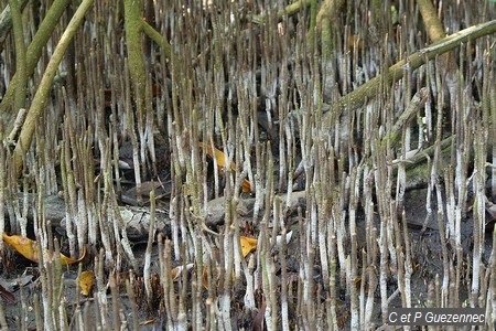  Pneumatophores ou racines aérifères de palétuvier noir ou blanc.