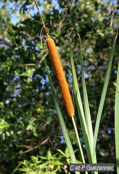 Typha domingensis