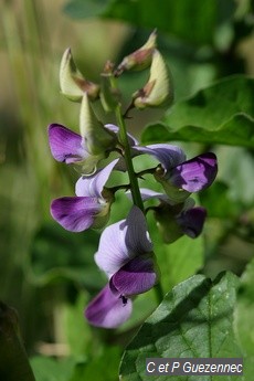 Pois zombi bleu, Crotalaria verrucosa.