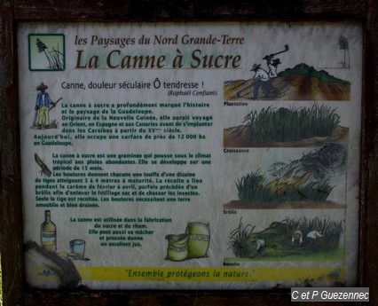 Panneau d'infos sur la canne à sucre