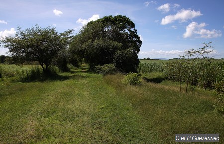 Sentier avec champ de canne à sucre sur la droite