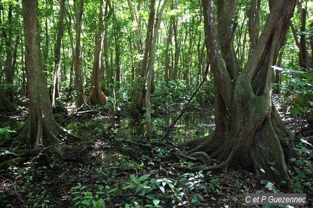 Forêt marécageuse à mangle-médaille