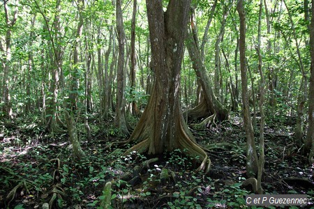 Forêt marécageuse à mangle-médaille