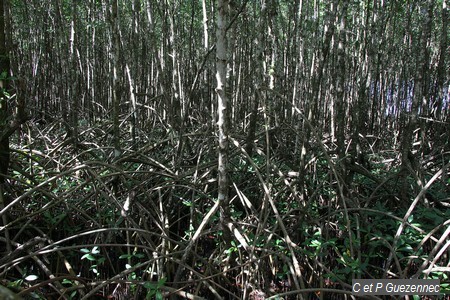 Palétuviers rouges, Rhizophora mangle