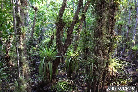 Ananas sauvages, Tillandsia utriculata