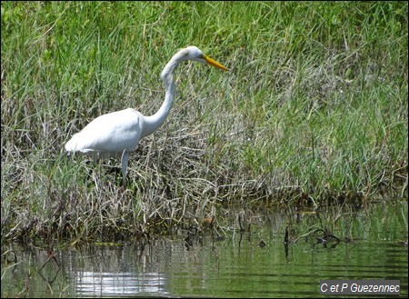 Une grande aigrettre, Ardea alba