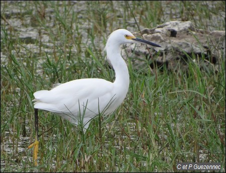 Aigrette neigeuse, Egretta thula