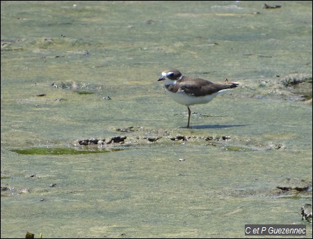 Pluvier de Wilson Charadrius wilsonia